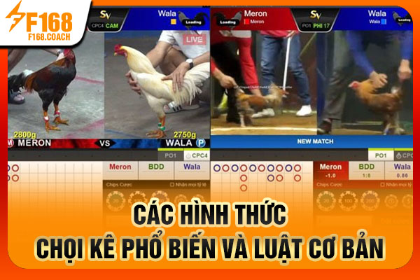 Các hình thức chọi kê phổ biến và luật cơ bản