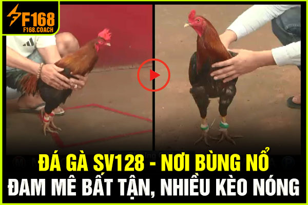 Đá Gà SV128 - Nơi Bùng Nổ Đam Mê Bất Tận, Nhiều Kèo Nóng