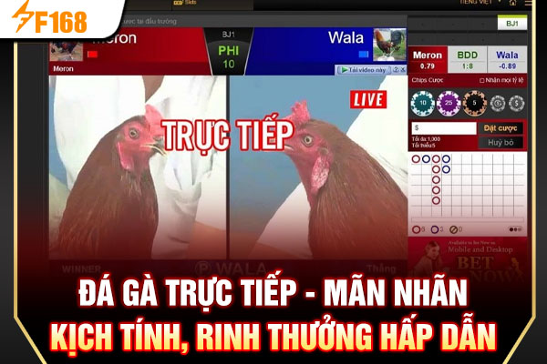 Đá Gà Trực Tiếp - Mãn Nhãn Kịch Tính, Rinh Thưởng Hấp Dẫn