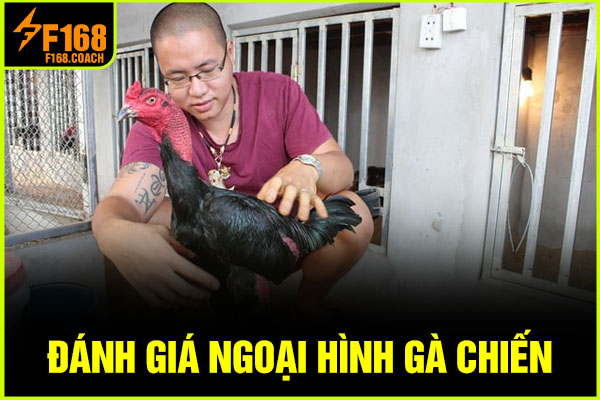 Đánh giá ngoại hình gà chiến