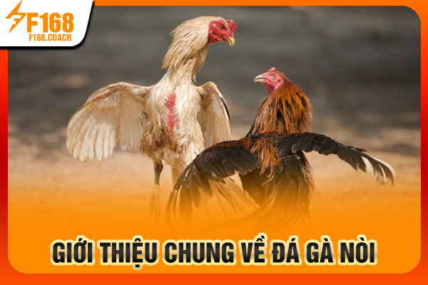 Giới thiệu chung về đá gà nòi